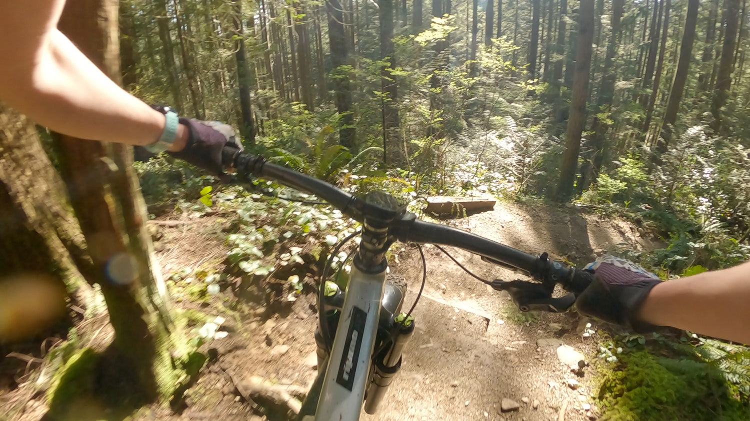 Trail: Asian Adonis, Mount Seymour